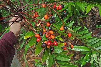 Eurycoma longifolia